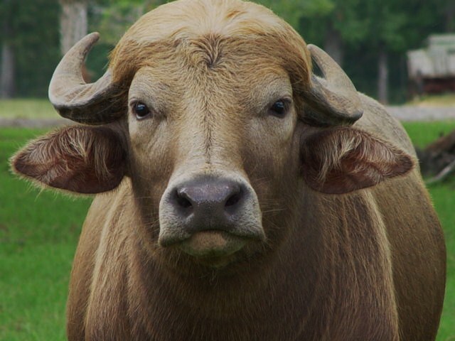 514